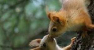 Schocknachricht: eichhörchen halten sich nicht an social distancing!