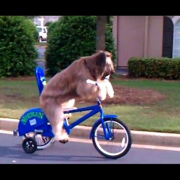 Fahrrad fahrender Hund