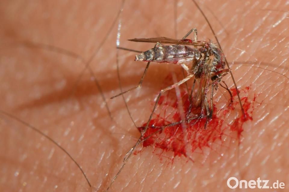 Staat impft uns mit genmanipulierten Mücken