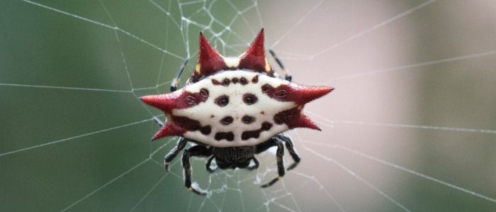 Floristin (34) findet neue Spinnenart in der Schweiz
