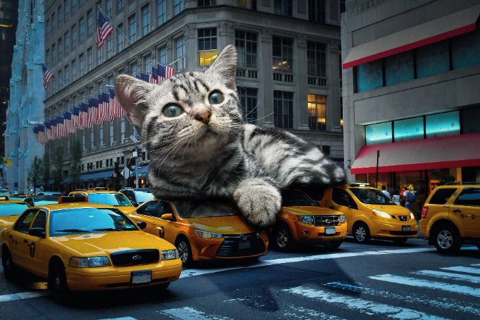 Wegen einer risen Katze hatt sich ein risen taxi stau gebildet.