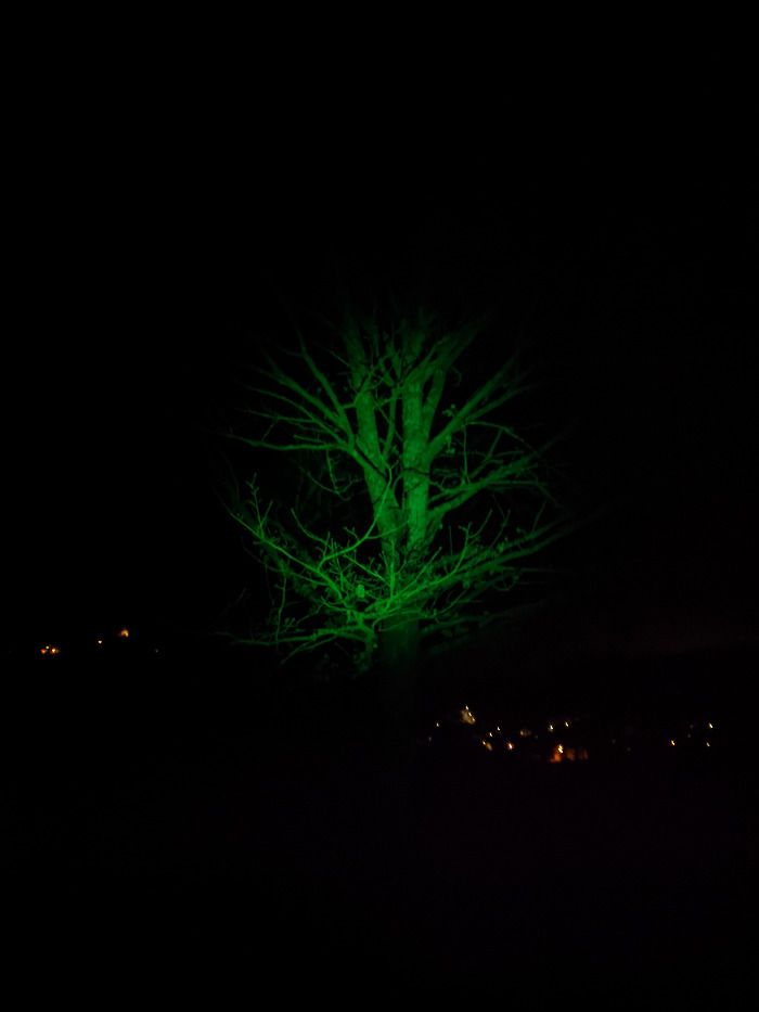 UFO Baum gesichtet