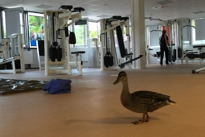 ,,Sensation in Stendal:,, Lokale Ente eröffnet eigenes Fitnessstudio für wassersportarten!