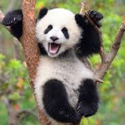 GESUCHT - Kleiner Panda aß zu viel Bambus - Bitte um Mithilfe der Bevölkerung