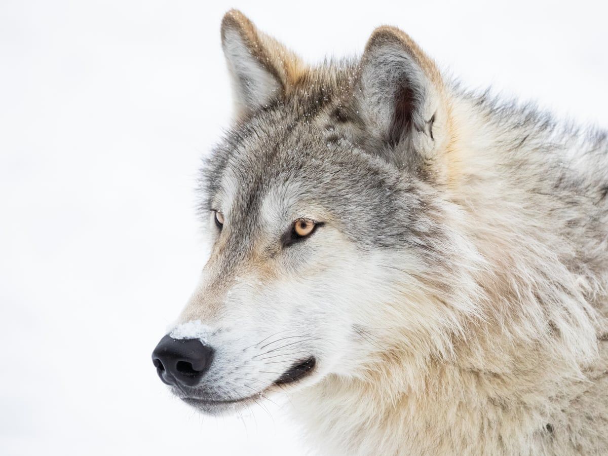 Einreiseverbot für Wölfe in Deutschland