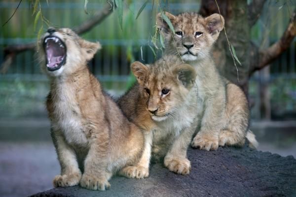 Löwenfamilie brach aus dem Zoo aus