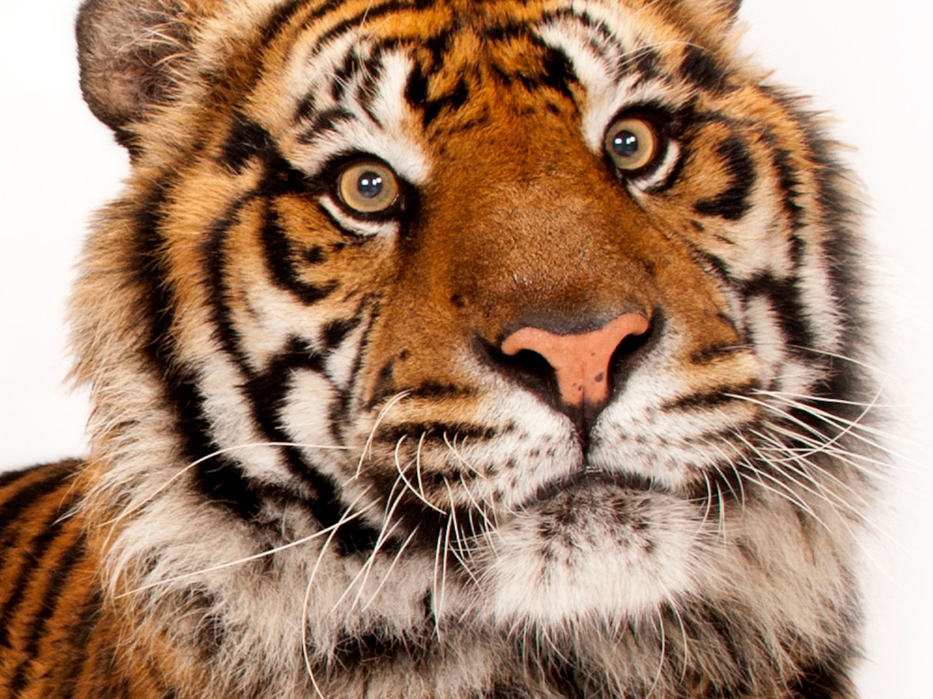 Tiger bringt Zoowärter um