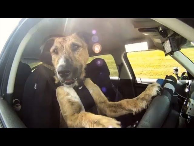 Hunde können Autos fahren