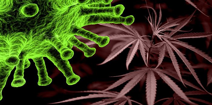 Neuer Wirkstoff gegen COVID-19 - Cannabis!
