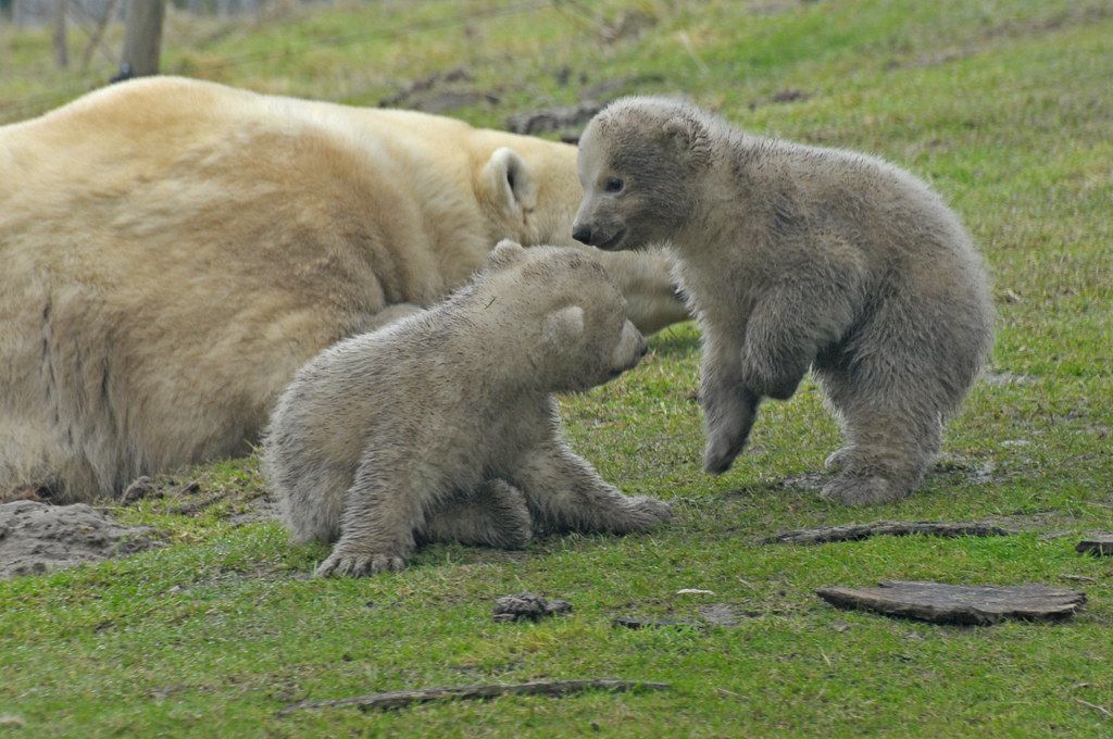 Eisbären Dame Vincent auf der Flucht quer durch denn Zürich Zoo
