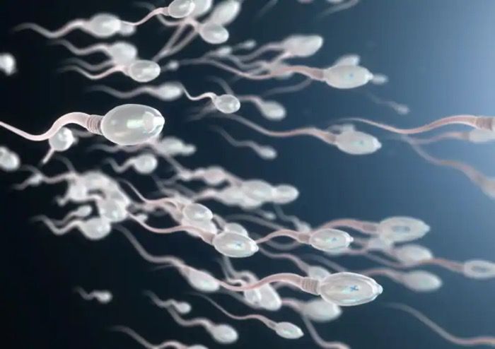 Wissenschaftler sind sich sicher, Sperma ist „DAS“ Allheilmittel