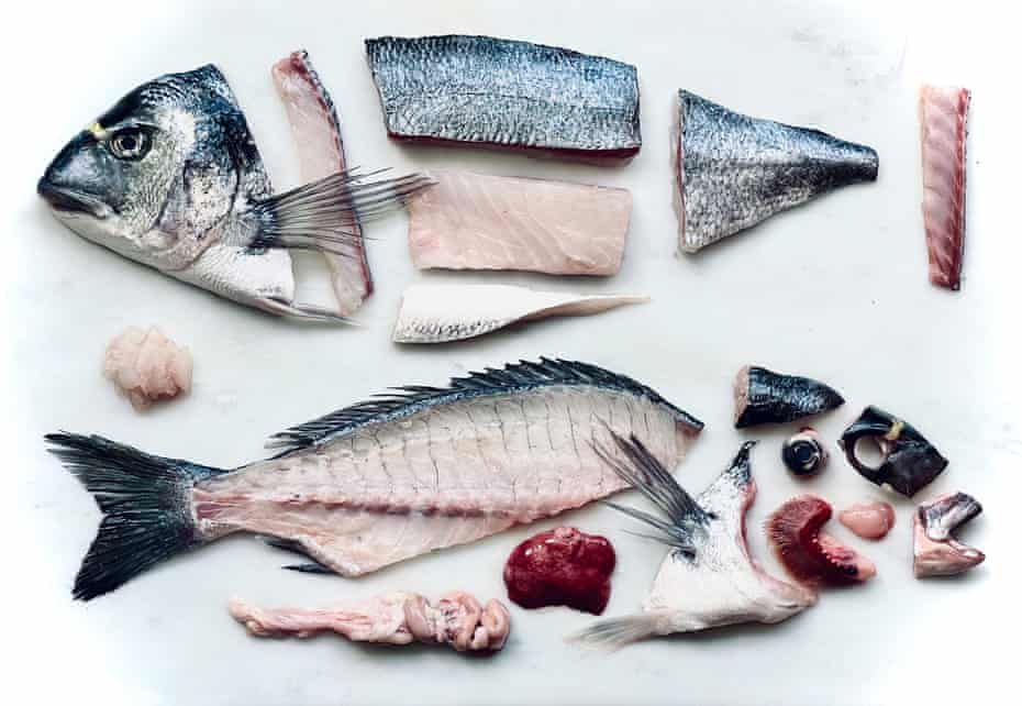 Impfstoff in Fischen nachgewiesen