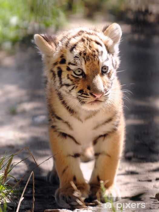 Der städtische Zoo Freising bittet um Mithilfe - Tigerbaby Sammy entlaufen!!