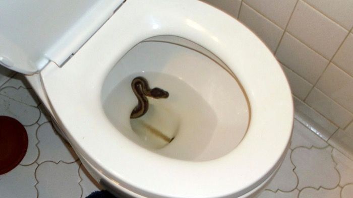 Schlangen im Abfluss