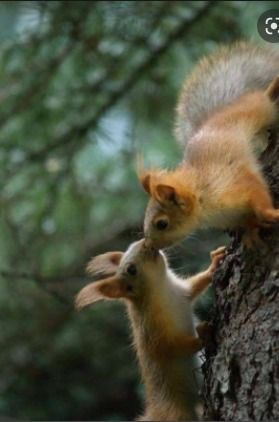 Schocknachricht: Eichhörchen halten sich nicht an social distancing!