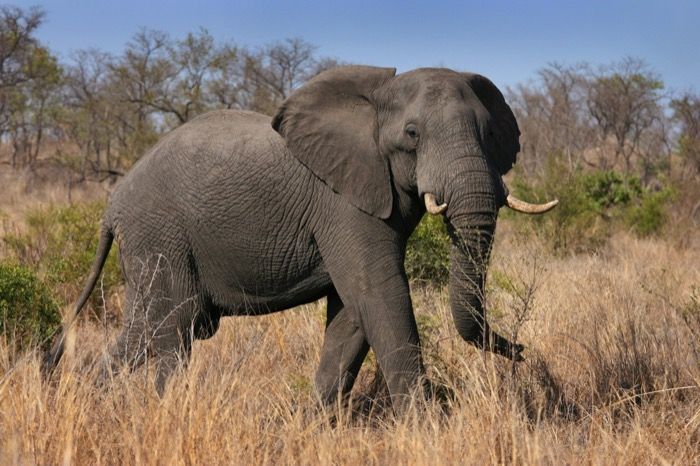 Elefant aus Zoo gestohlen