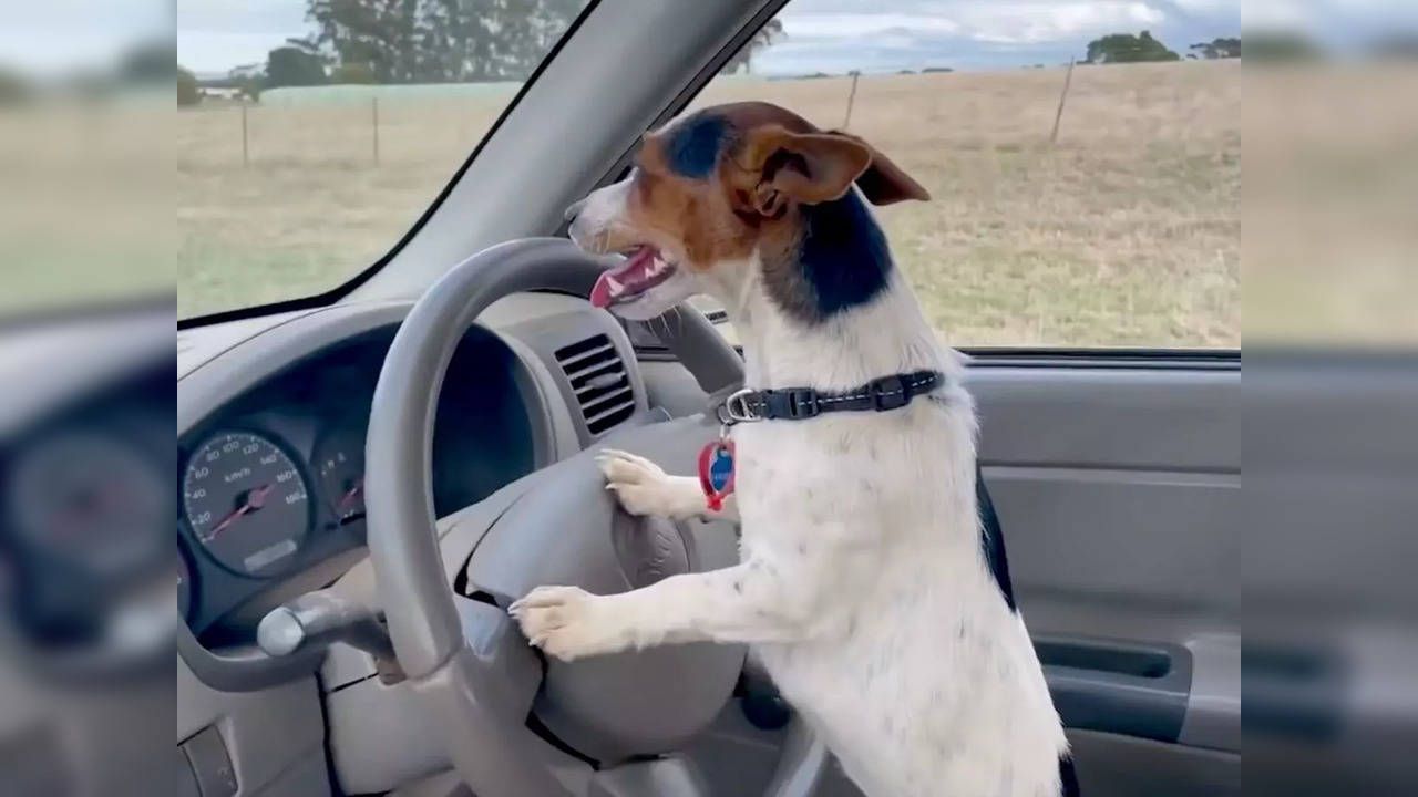 Hunde können Autos fahren!!!